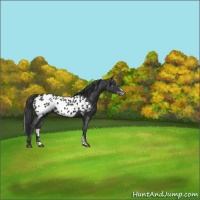 Horse Color:Blue Roan Sabino Near Leopard