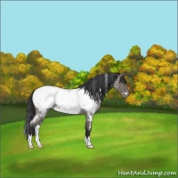 Horse Color:White Spotted Blue Roan Appaloosa 