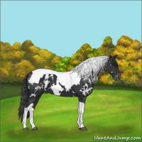 Horse Color:White Spotted Black Tobiano Varnish 