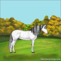 Horse Color:Blue Roan Fewspot