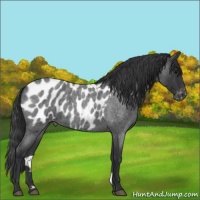 Horse Color:Blue Roan Appaloosa 