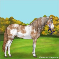Horse Color:White Spotted Chestnut Frame 
