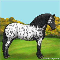 Horse Color:Black Appaloosa