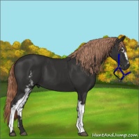 Horse Color:White Spotted Liver Chestnut 