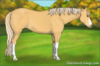 Horse Color:Palomino 