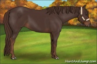 Horse Color:Liver Chestnut 