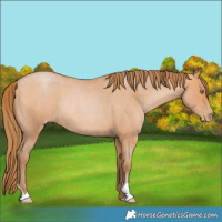 Horse Color:Bay Roan Pearl Rabicano 