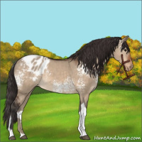 Horse Color:White Spotted Bay Dun Tobiano Appaloosa 