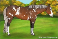 Horse Color:White Spotted Silver Buckskin Splash 