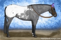 Horse Color:Blue Roan Appaloosa