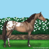 Horse Color:Bay Dun Appaloosa 