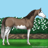 Horse Color:Liver Red Dun Splash Varnish 