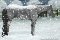 Horse Color:Black Ice