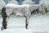 Horse Color:Blue Ice Roan Frame 
