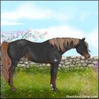 Horse Color:Liver Chestnut Appaloosa