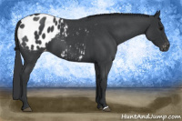 Horse Color:Blue Roan Appaloosa 