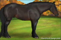 Horse Color:Gray Bay 