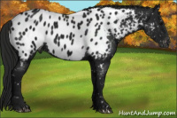 Horse Color:Gray Black Appaloosa 