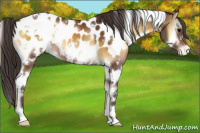 Horse Color:White Spotted Buckskin Onyx Appaloosa 