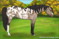 Horse Color:Brown Dun Appaloosa Brindle 