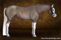 Horse Color:Silver Brown Roan Sabino Splash 