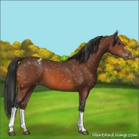 Horse Color:Bay Appaloosa 