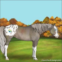 Horse Color:Silver Grullo Splash Appaloosa 