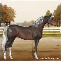 Horse Color:Liver Chestnut Mushroom 