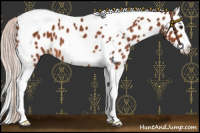 Horse Color:Silver Brown Splash Tobiano Appaloosa 