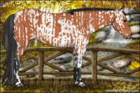 Horse Color:Bay Near Fewspot  and Bay Roan 