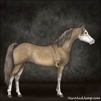 Horse Color:Chocolate Palomino Dun Sabino Rabicano