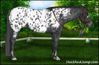 Horse Color:Black Frame Appaloosa  and Black Appaloosa 