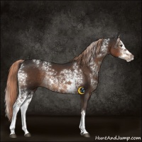 Horse Color:White Spotted Liver Chestnut Splash Rabicano