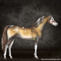 Horse Color:White Spotted Chocolate Palomino Onyx Tobiano Rabicano