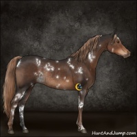 Horse Color:White Spotted Liver Chestnut Rabicano