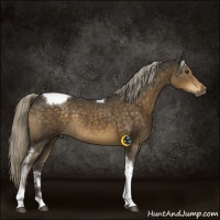 Horse Color:Chocolate Palomino Tobiano 