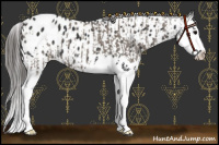 Horse Color:Grullo Splash Blanket  and Black Splash Near Leopard 