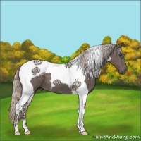 Horse Color:Silver Black Tobiano 