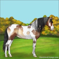 Horse Color:Bay Onyx Sabino Tobiano 