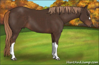 Horse Color:Liver Chestnut 
