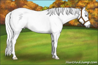 Horse Color:Gray Chestnut Splash 