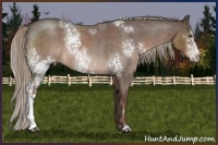 Horse Color:White Spotted Liver Red Roan 