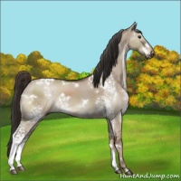 Horse Color:White Spotted Liver Red Dun