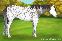 Horse Color:Grullo Splash Appaloosa 
