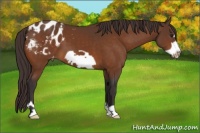 Horse Color:Buckskin Frame Appaloosa 