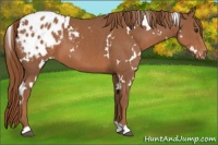 Horse Color:White Spotted Chestnut Varnish 