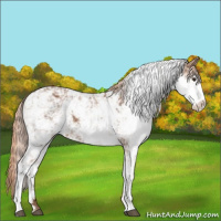 Horse Color:Chestnut Sabino