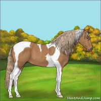 Horse Color:Chestnut Tobiano
