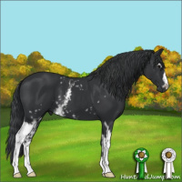 Horse Color:White Spotted Black