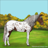 Horse Color:Silver Brown Tobiano Appaloosa 